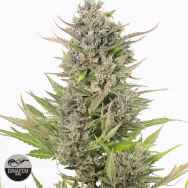 Dinafem Seeds Critical + AUTO CBD